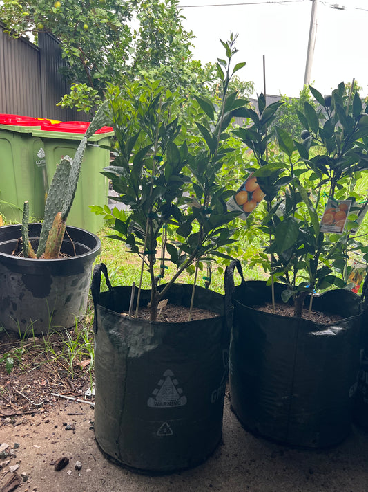 Double Grafted Orange - Washington Navel / Seedless Valencia