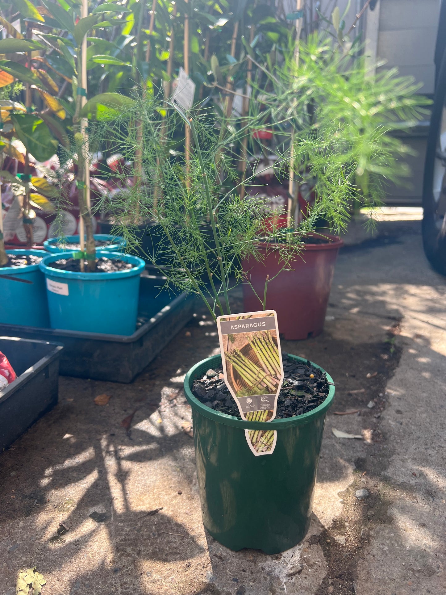 Asparagus
