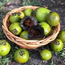 Black Sapote - Maher