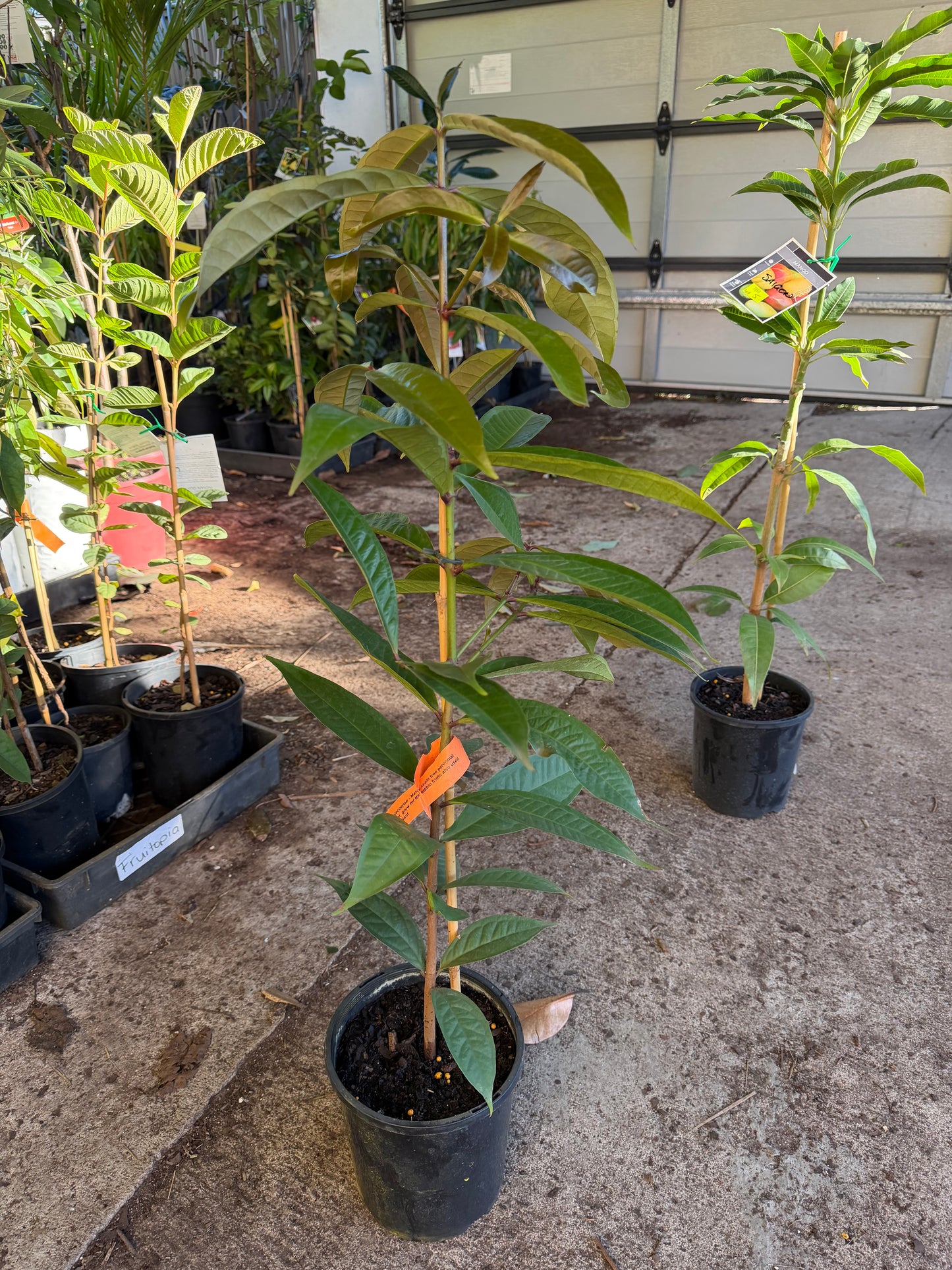Malay Apple