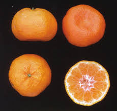 Mandarin - Seedless Eloise QLD ONLY