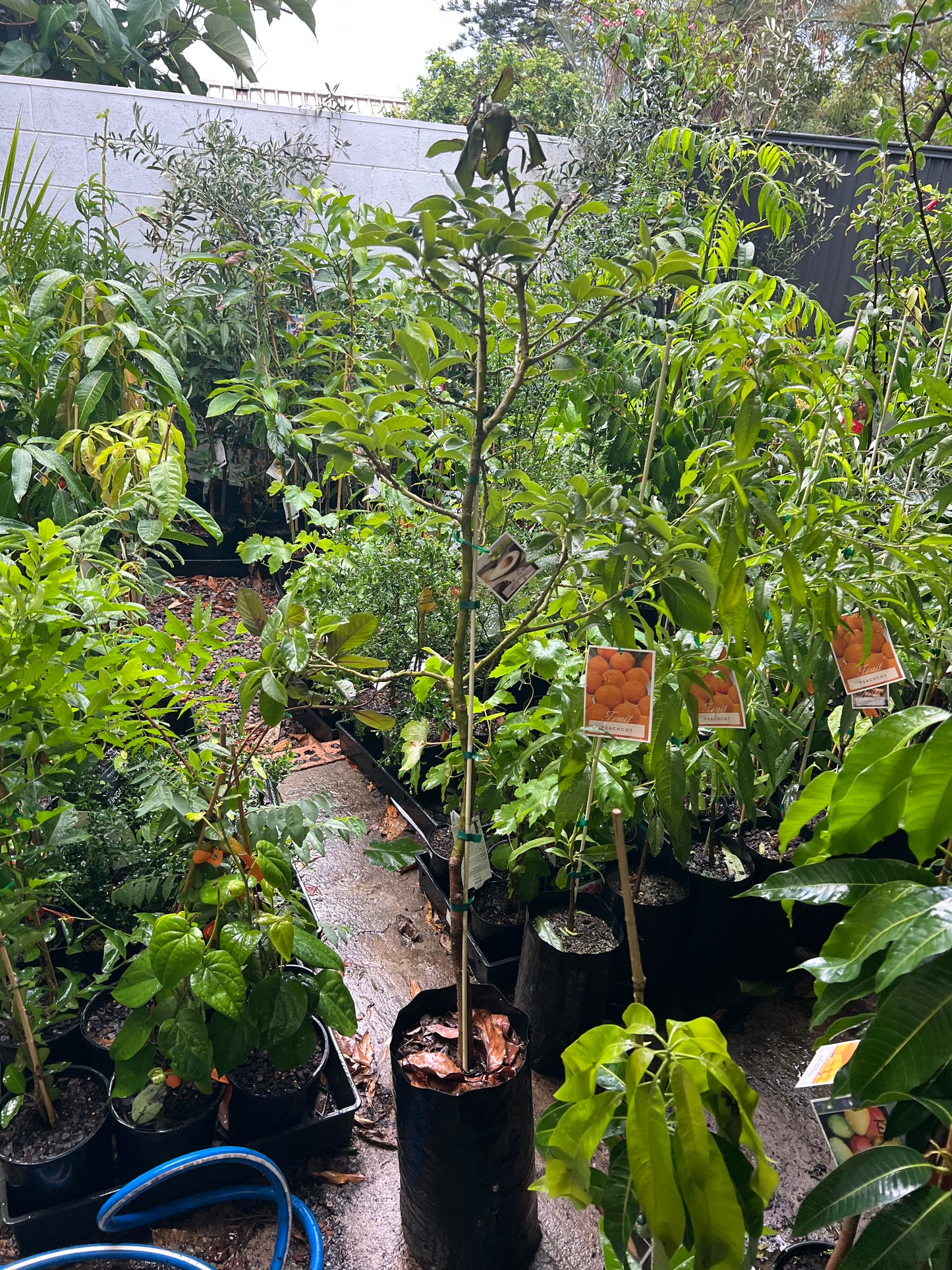 Avocado - Hass (type A) Advanced