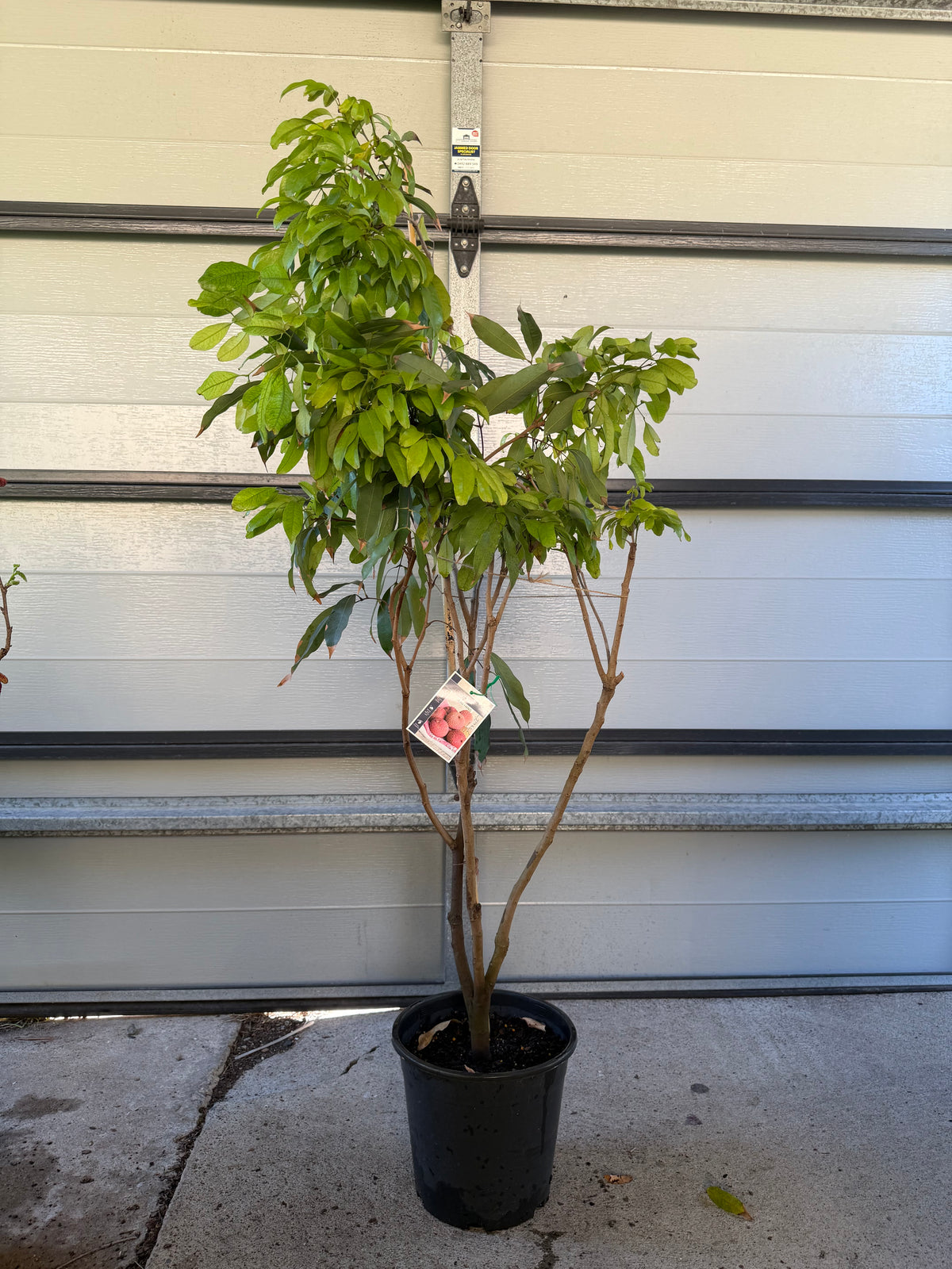 Advanced Semi Dwarf Lychee - Jean Hang