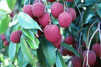 Semi Dwarf Lychee - Brewster