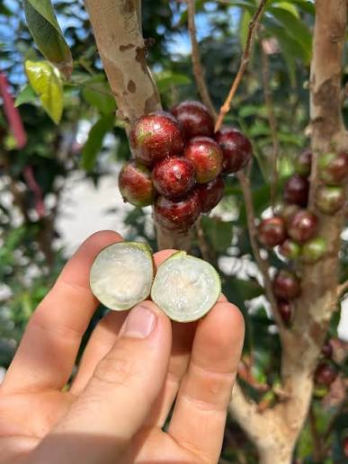 Jaboticaba - Red