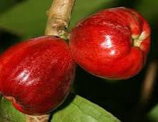 Malay Apple