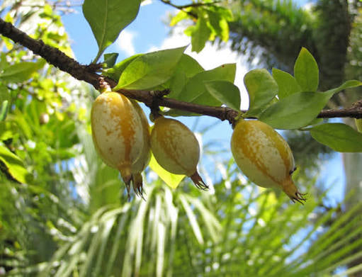 Blackberry Jam Fruit