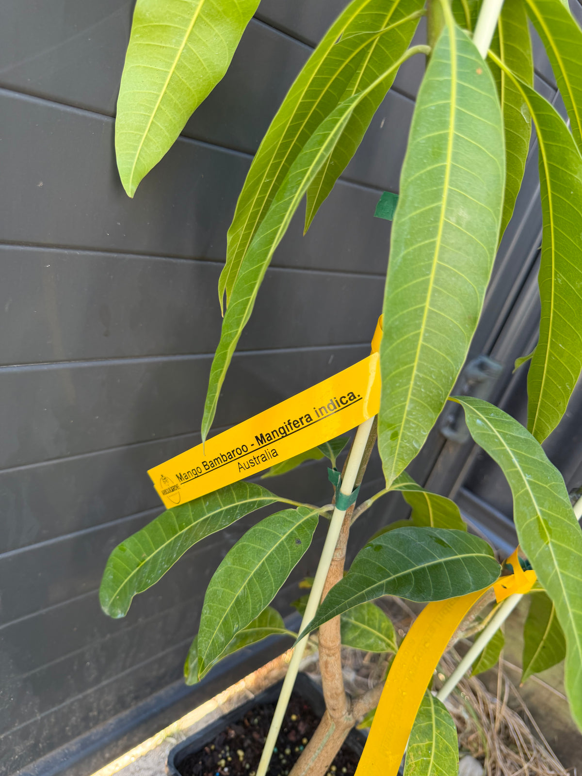 Double Grafted Mango Tree - Titan & Bambaroo