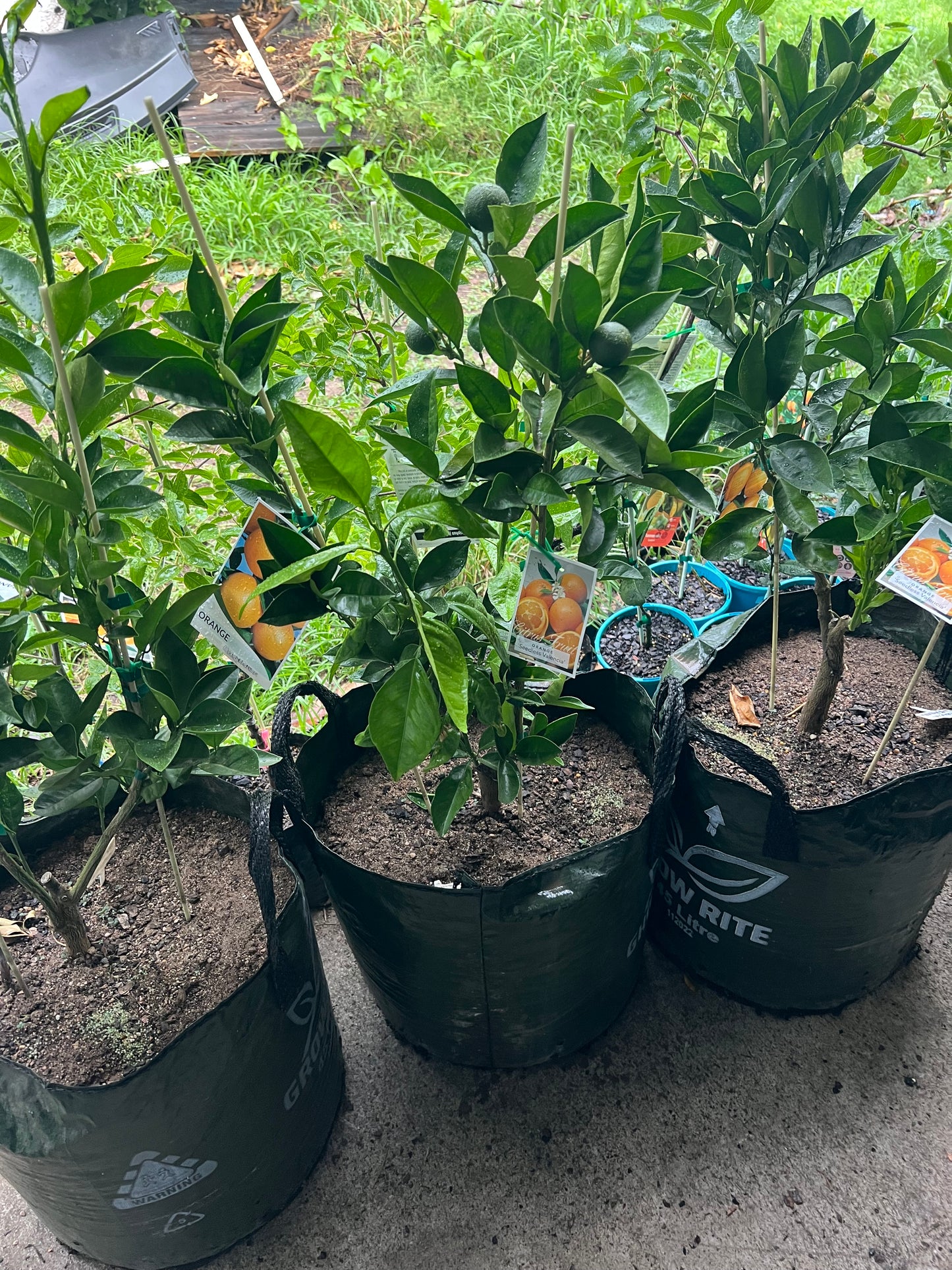 Double Grafted Orange - Washington Navel / Seedless Valencia