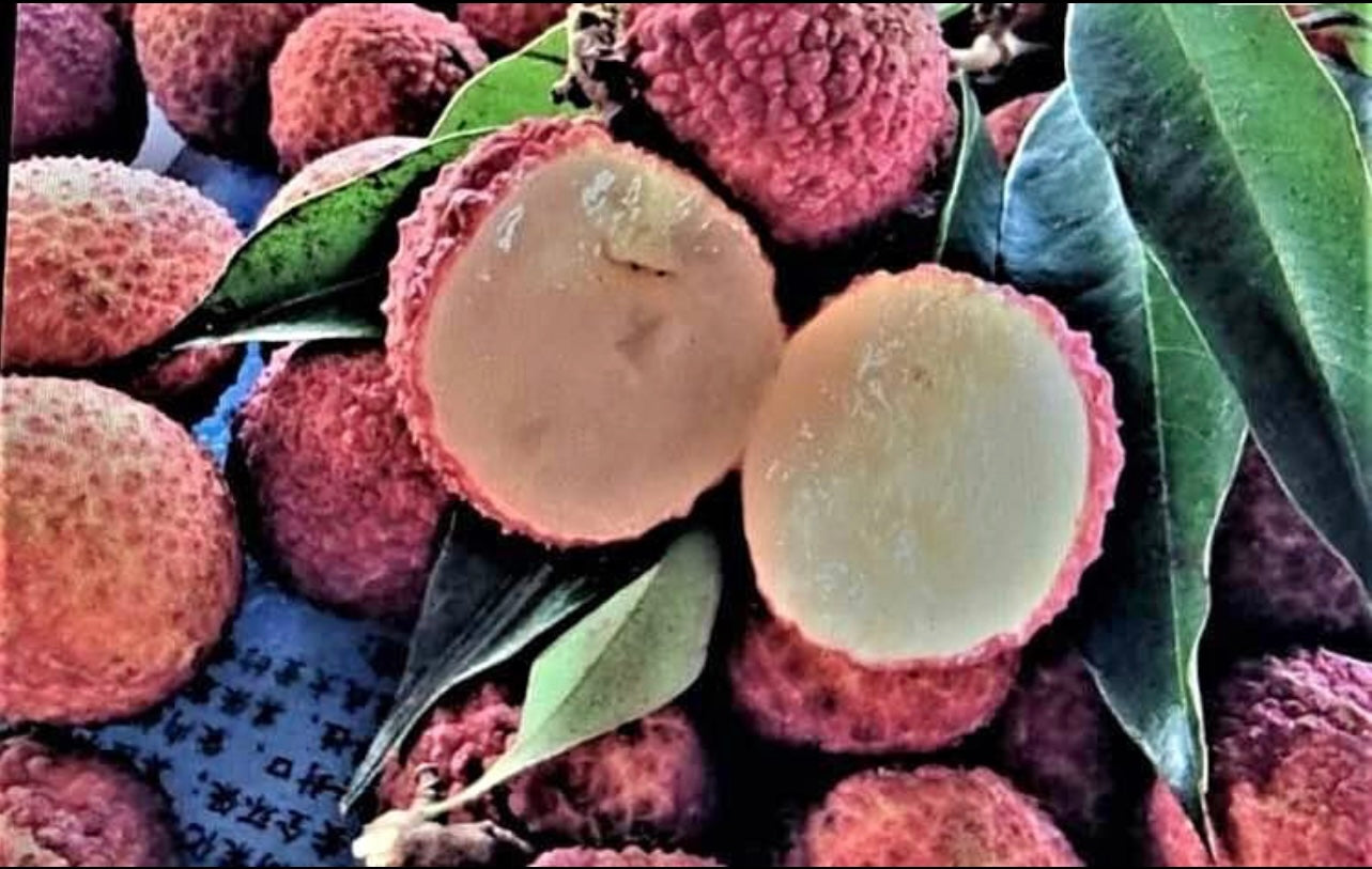 Seedless Lychee - Sue Lin San