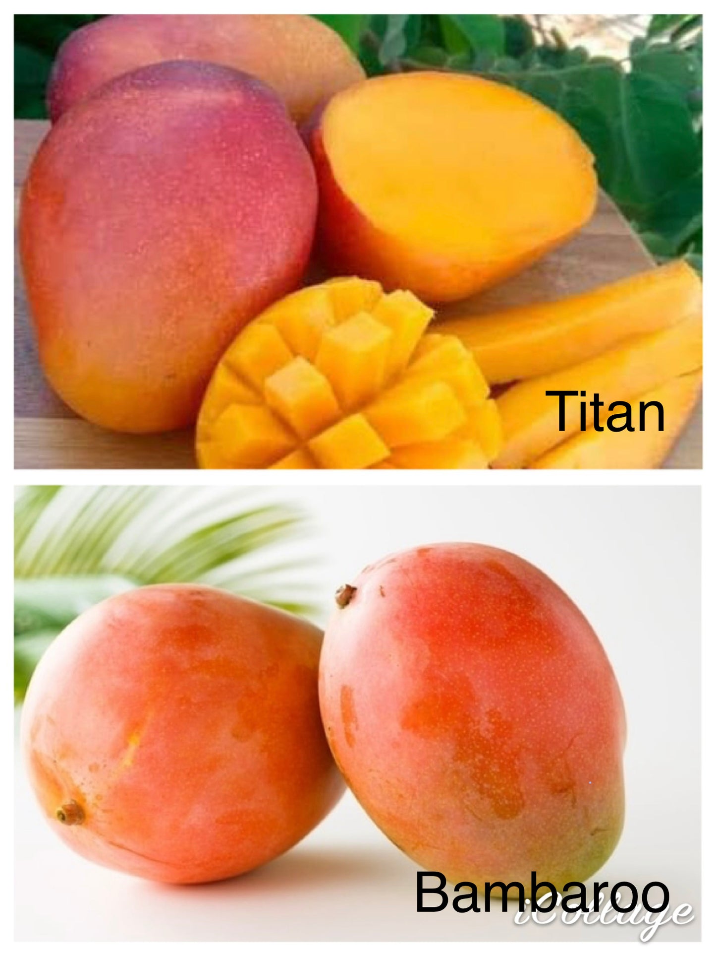 Double Grafted Mango Tree - Titan & Bambaroo