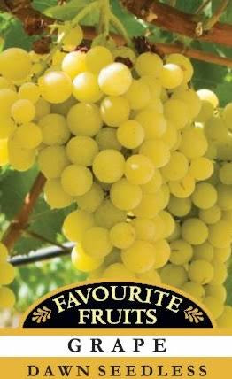 Grapes - Dawn Seedless