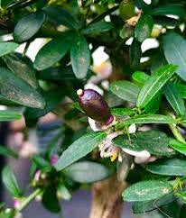 Finger Lime - Purple