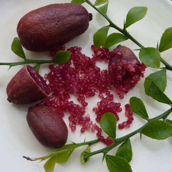 Finger Lime - Purple