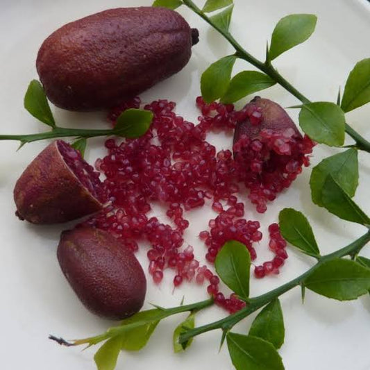 Finger Lime - Purple