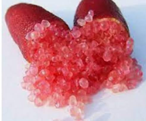 Finger Lime - Champagne