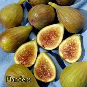 Fig - Flanders