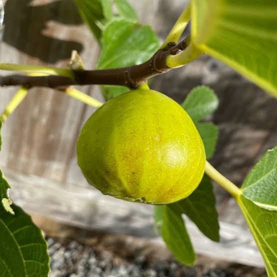 Fig - Gold