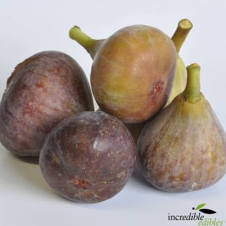 Fig - St. John of Malta