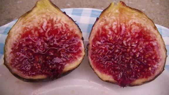 Fig - St. John of Malta