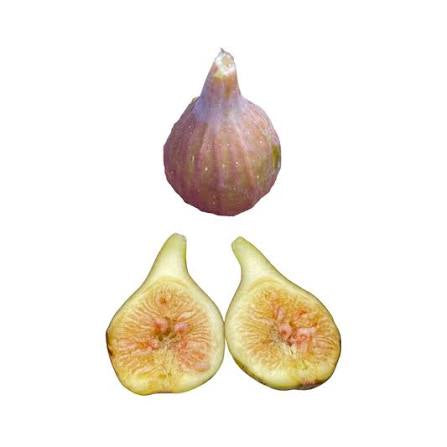Fig - Sugar