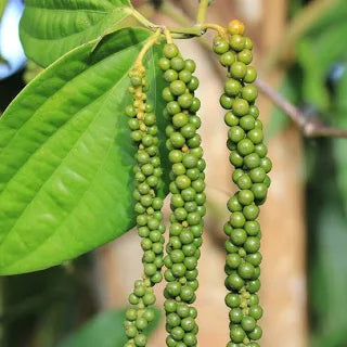Black Pepper Vine