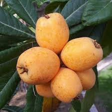 Loquat - Enormity