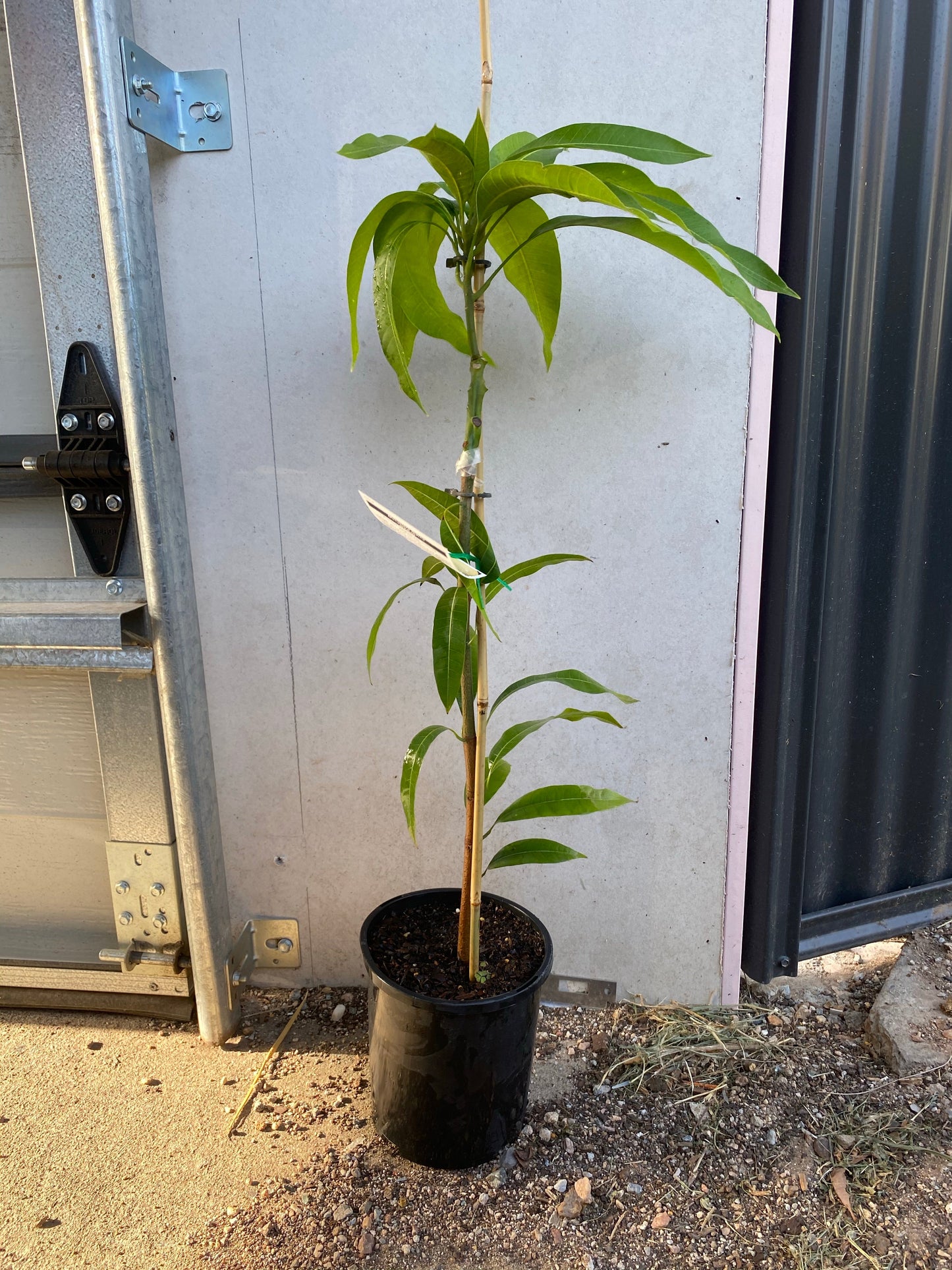 Dwarf Mango - King Thai
