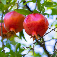 Pomegranate - Azerbaijani