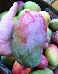 Mango - Bullock’s Heart