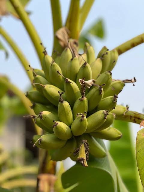Banana - Dwarf Lady Finger: S.E. QLD ONLY
