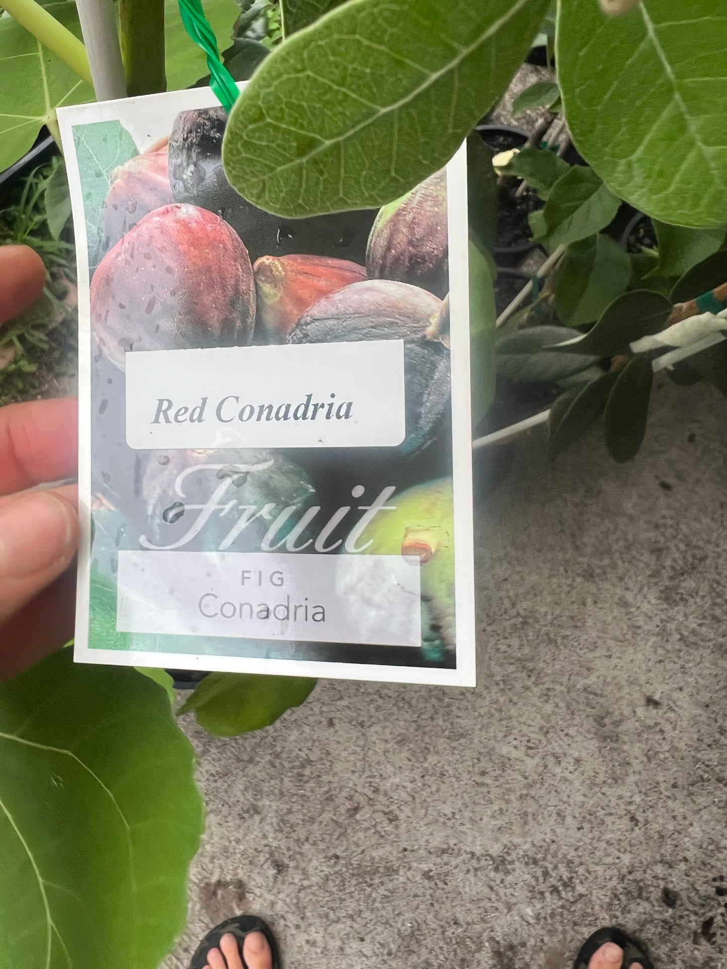 Fig - Red Conadria