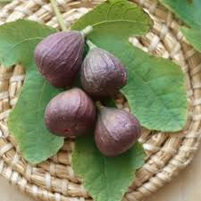 Fig - Red Conadria