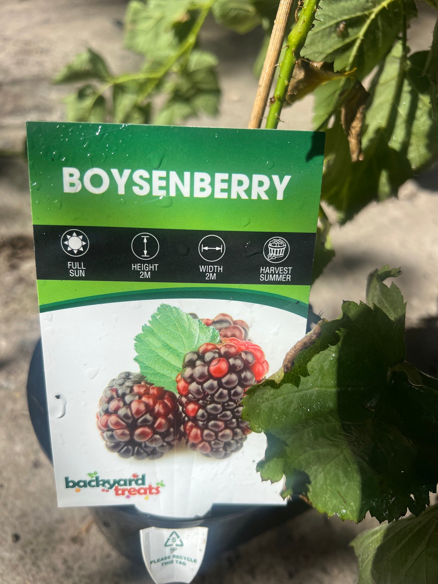 Boysenberry