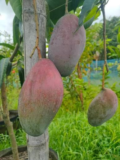 Mango - Anderson