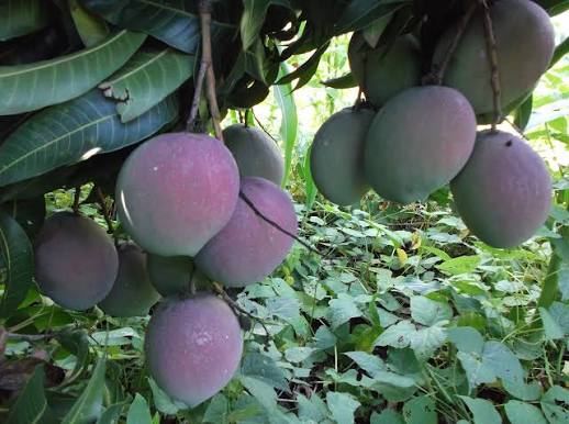 Mango - Batawi (Africa)