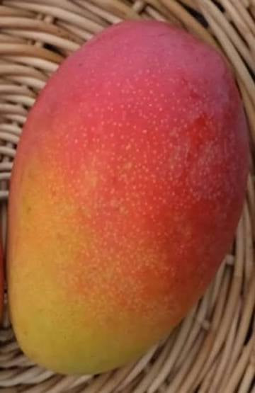 Mango - Fruit Punch (Florida)