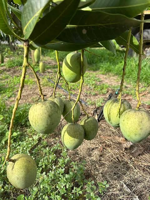 Mango - Bali Apple (Indonesia)