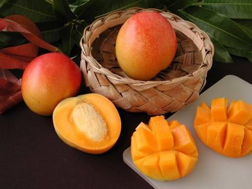 Mango - Haden (Florida)