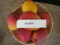 Mango - Haden (Florida)