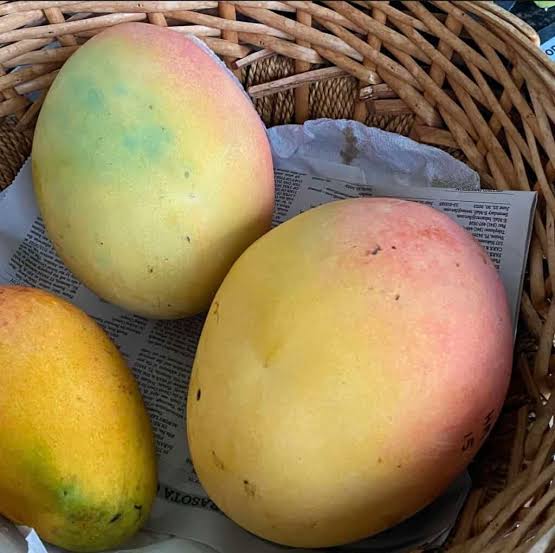 Mango - Harvest Moon (Thailand)