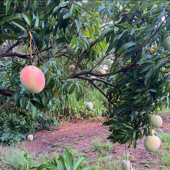 Mango - Harvest Moon (Thailand)