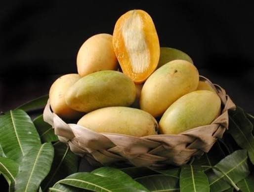 Mango -  Lemon Meringue (Florida)