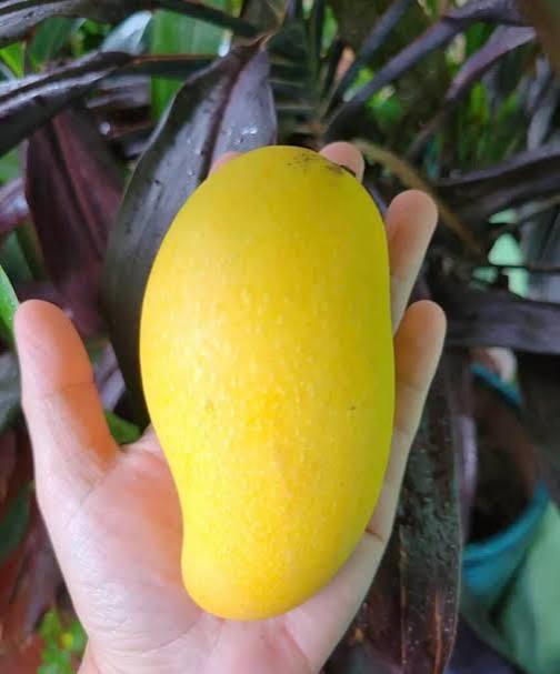 Mango -  Lemon Meringue (Florida)
