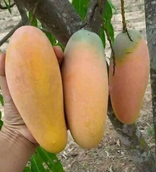 Mango - Ngl (Mangaa Gole) Indo & Malaysia