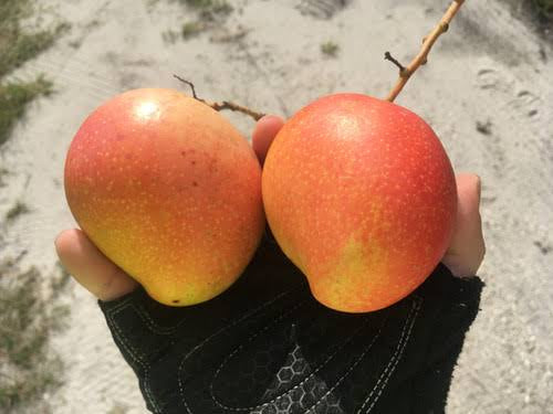 Mango - Rosa