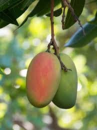 Mango - Rubropetala (Indonesia)