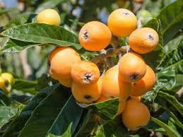 Loquat - Nagasakiwase