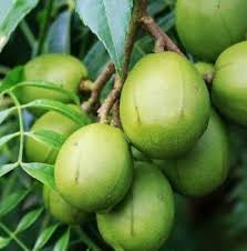 Hog Plum - Dwarf