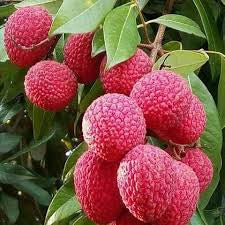 Semi Dwarf Lychee - Jean Hang